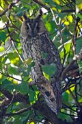 Asio otus